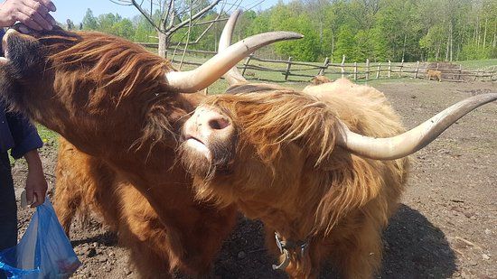 Warmiński Zwierzyniec